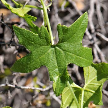 Leaf; Marah gilensis, Wild Cucumber, Southwest Desert Flora Marah gilensis, Wild Cucumber, Southwest Desert Flora
